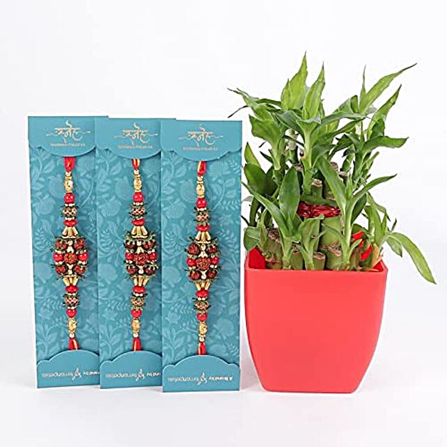 Buy Send 3 Rudraksh Rakhi With 2 Bamboo Plant In Pot Ma8 Online FNP