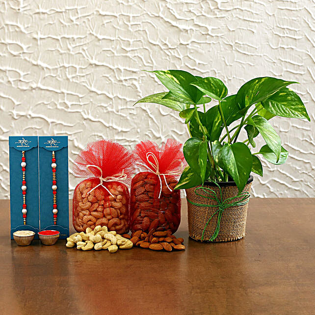 Buy Send Set Of Pearl Rakhi Money Plant With Dry Fruits Online Fnp