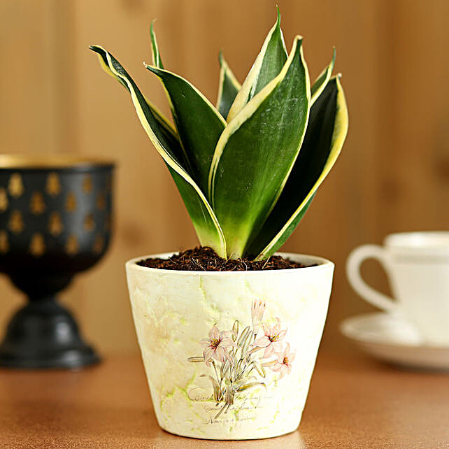 MILT Sansevieria In White Ceramic Pot: Best Gifts to India