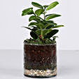 best plant with galss terrarium