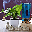 Online Money Plant With Pistachios And Laughing Buddha
