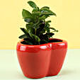 Online Ficus Plant In Heart Shaped Pot