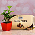 Cute Money Plant With Ferrero Rocher Moments
