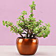 Online Jade Plant for Home Décor