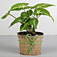 indoor plant online