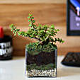 plant in glass vase