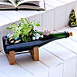 Syngonium Plant In Elegant Champagne Bottle Planter