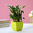 Online Lucky Bamboo Plant