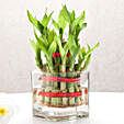 Two layer bamboo plant with a square glass vase