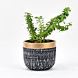 Jade Plant In Black Pot