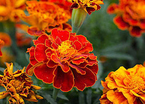Learn More About Marigold- The October Flower