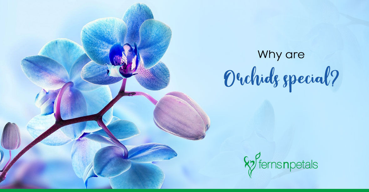 Why are Orchids Popular