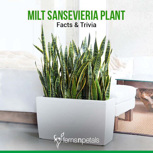 Sansevieria Plant