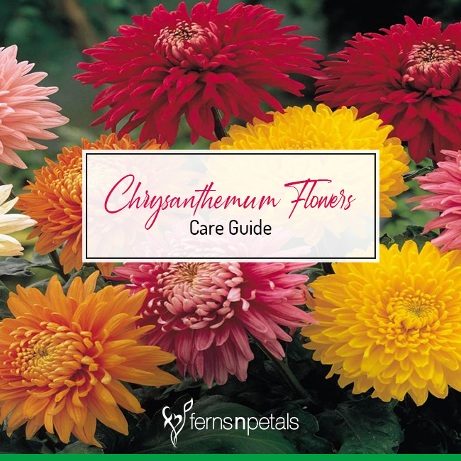 How To Care For Chrysanthemum Flowers