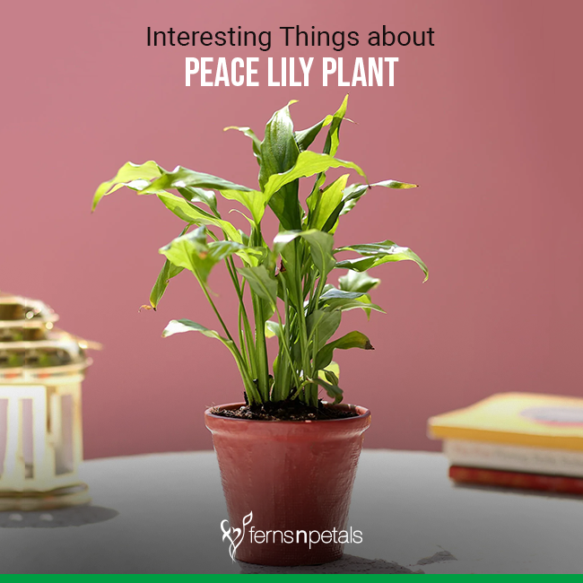 Interesting Things To Know About Peace Lily Plant Ferns N Petals