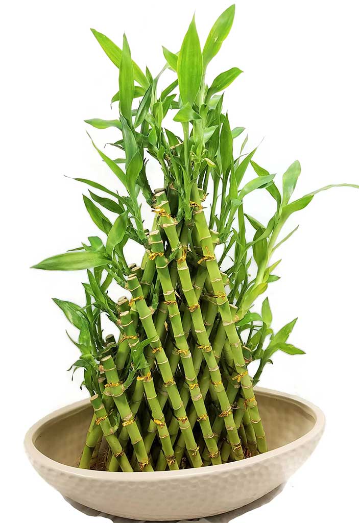 ¿Dónde puedo encontrar una planta de bambú de interior?