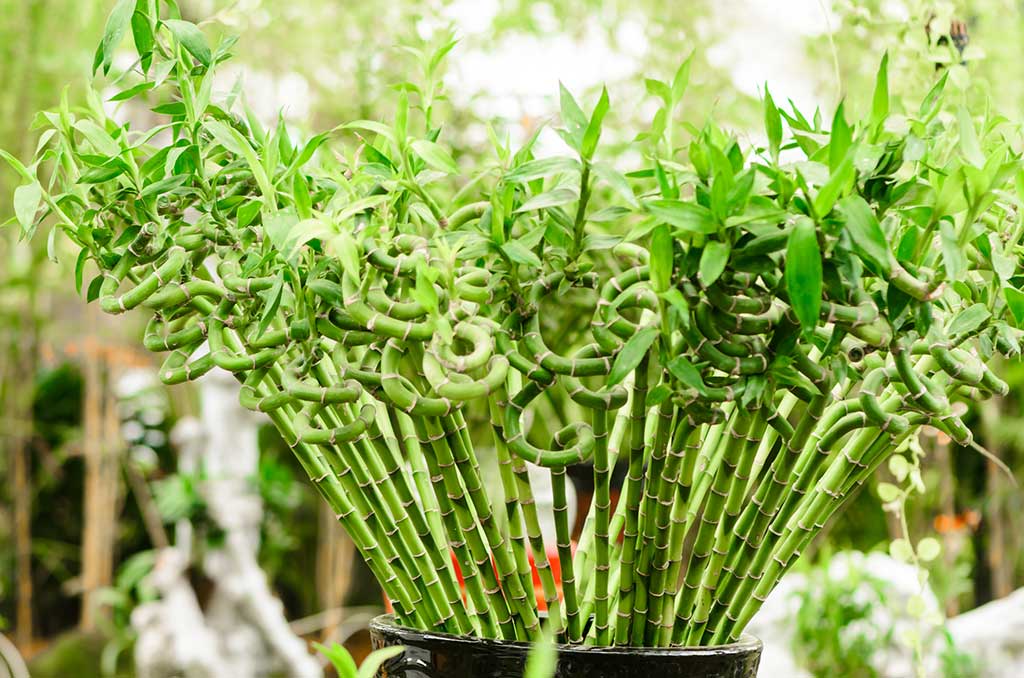 Interesting Facts About Lucky Bamboo Plant Ferns N Petals