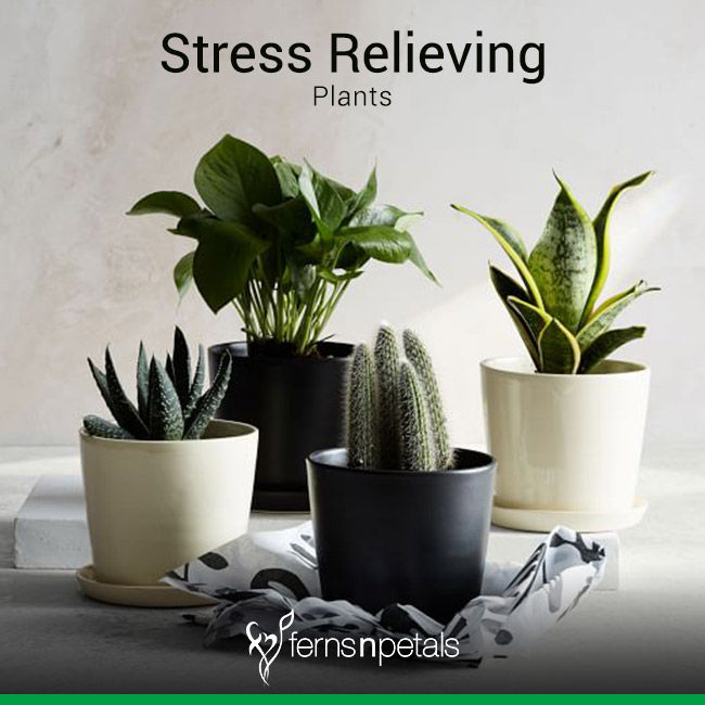 Plantes d'intérieur contre le stress