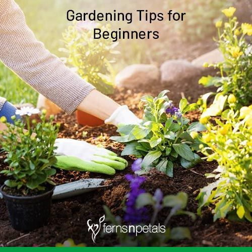 Gardening Tips For Beginners - Tips For Beginner Gardeners Gardening Tips For Beginners - Tips For Beginner Gardeners