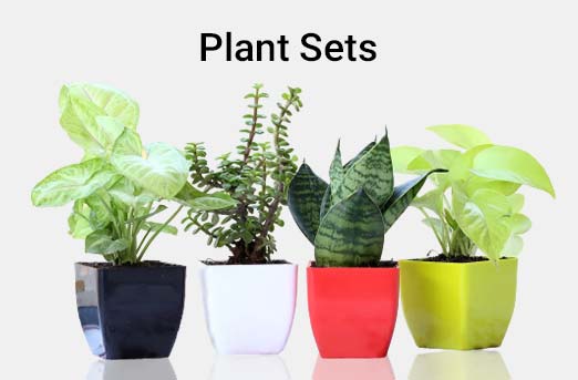 Plant Sets