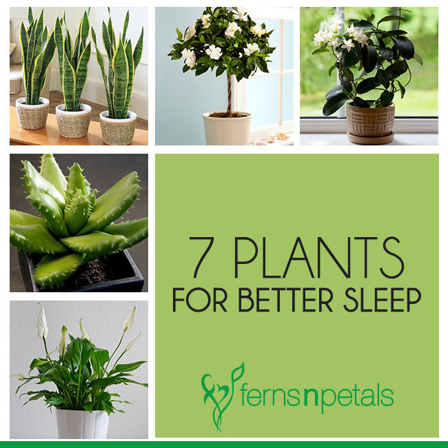 Top  Bedroom Plants That Induce Sleep Ferns N Petals - Top Bedroom Plants