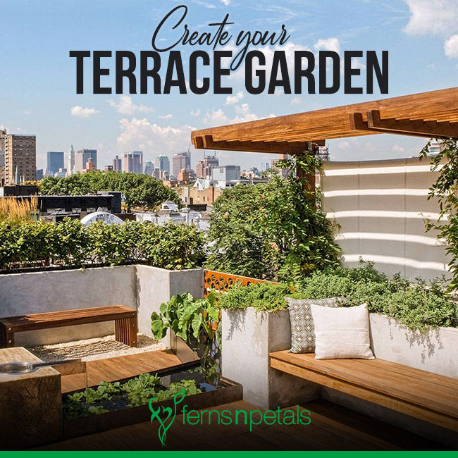 How To Create Your Own Terrace Garden, How To Set Up A Terrace Garden