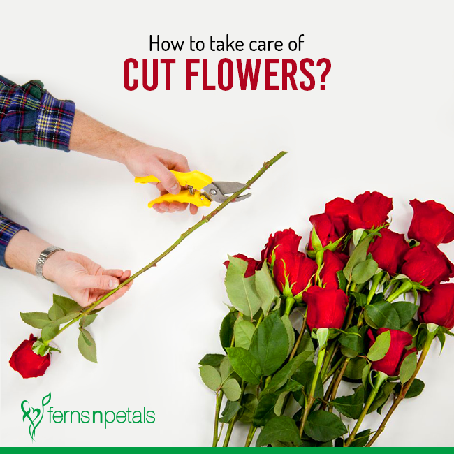 How To Take Care Of Cut Flowers Ferns N Petals