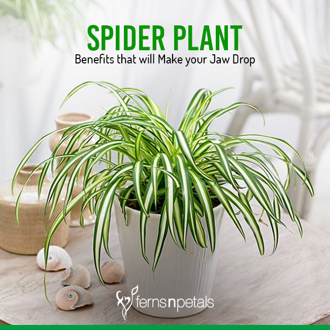 Spider Plant Benefits That Will Make Your Jaw Drop Ferns N Petals