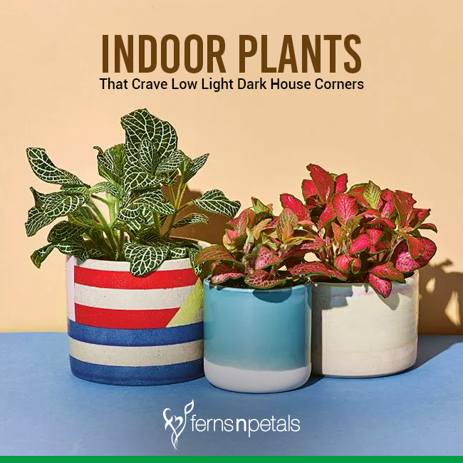 Best Indoor Low Light Plants