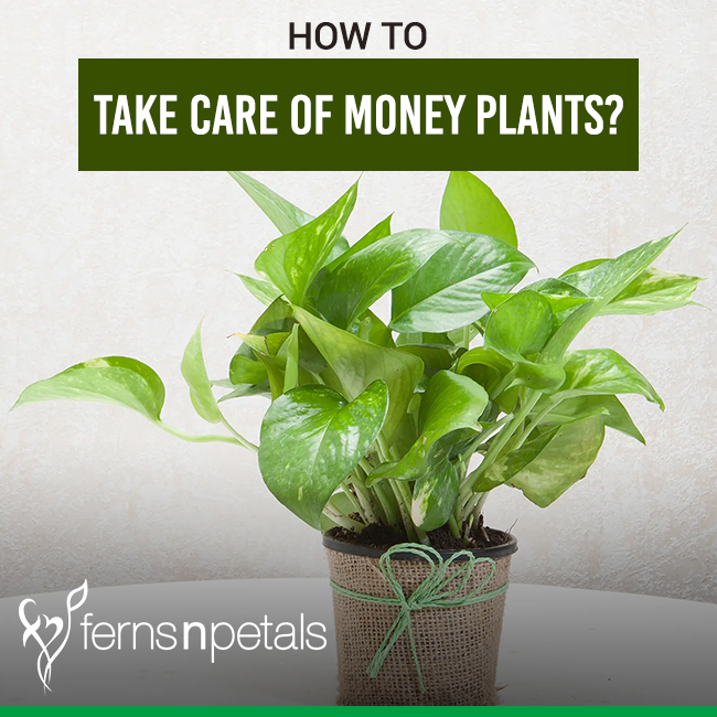 How To Take Care Of Money Plants Ferns N Petals - Money Plant Growing Ideas Indoor