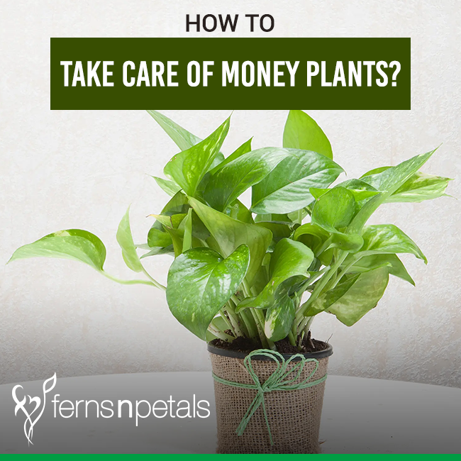 best potting soil for money tree