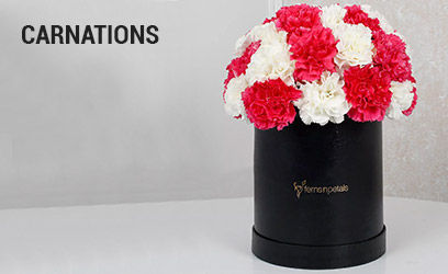 Carnations Flowers