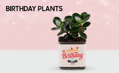 plants/birthday