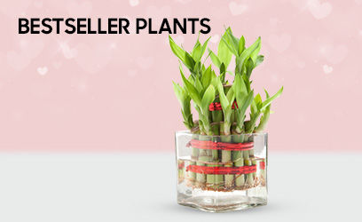 plants-bestsellers