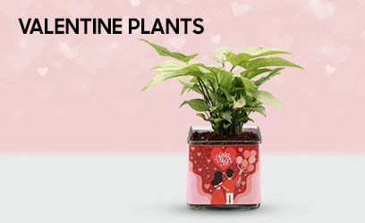 plants/valentines-day
