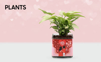 valentine Plants