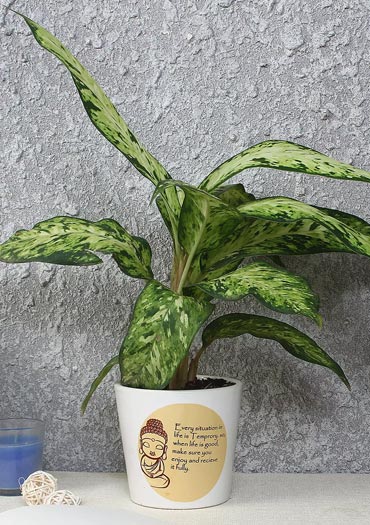 Plants Online Green Plant Nursery Ferns N Petals Indoor Plants