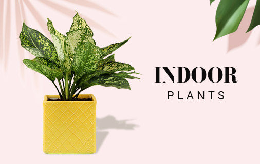 نباتات داخلية محفوظة في الهند