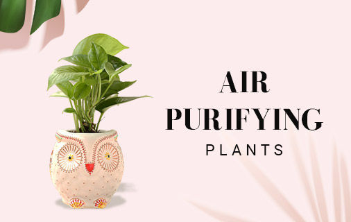 Air-purifying Plants