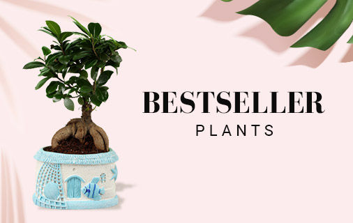 Bestsellers Plants