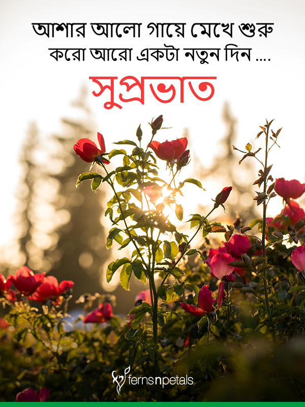 100 Good Morning Quotes Wishes Messages Images 2020 Ferns N