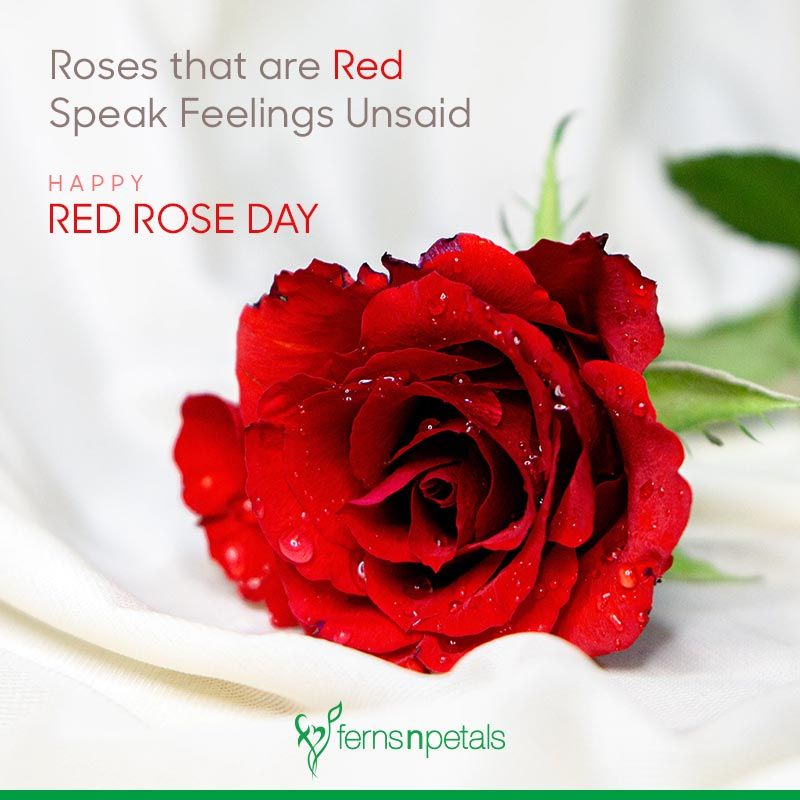 Red Rose Day Wishes Messages, Quotes & Images Ferns N Petals