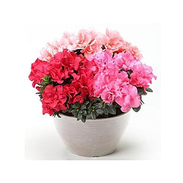 Azalea Carnival Arrangement japan | Gift Azalea Carnival Arrangement- FNP