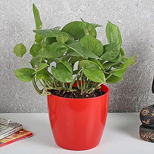 Auspicious Money Plant In Red Pot Gift Good Luck Money Plant - auspicious money plant in red pot