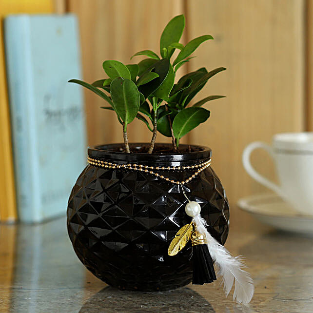 Glass Plant Pot Buy/Send Glass Planters Online Ferns N Petals