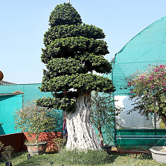 Ficus Garden Hyderabad | Fasci Garden