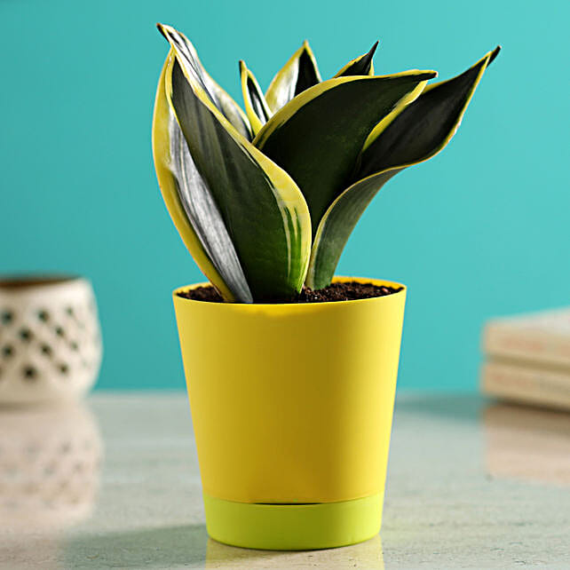 Snake Plants Buy Snake Plants Online In India Ferns N Petals