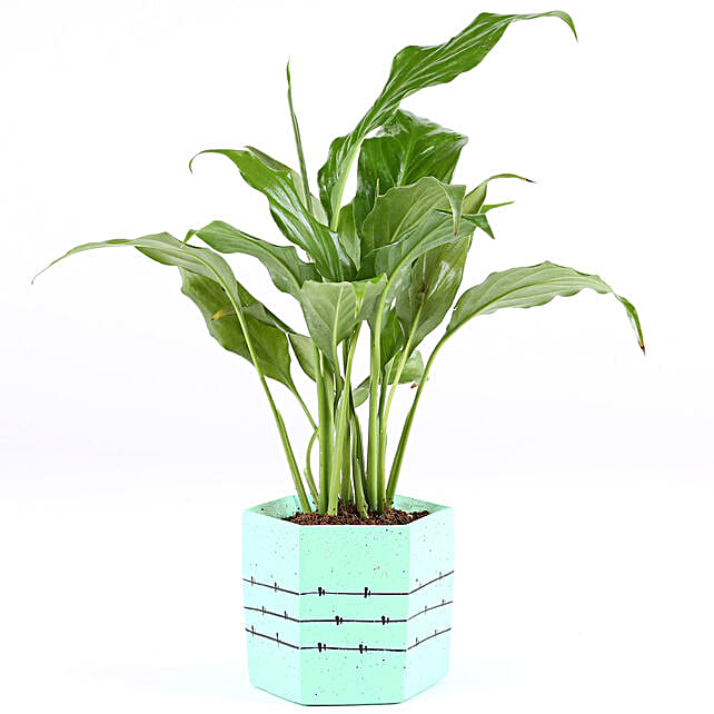 Peace Lily Plant