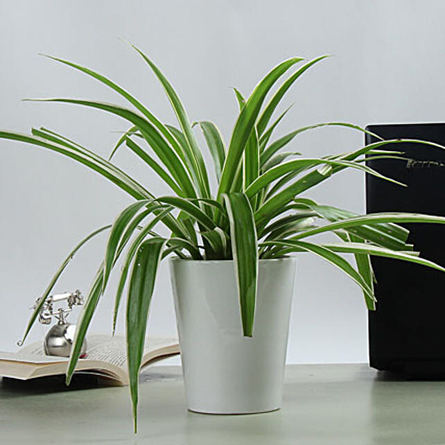 Spider Plant