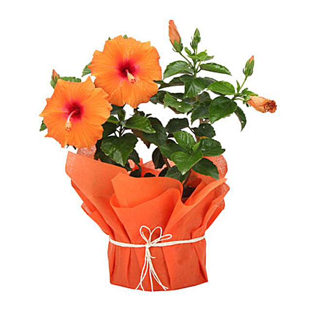 Flowering Plants Flower Online India Ferns N Petals Flowering Plants Flower